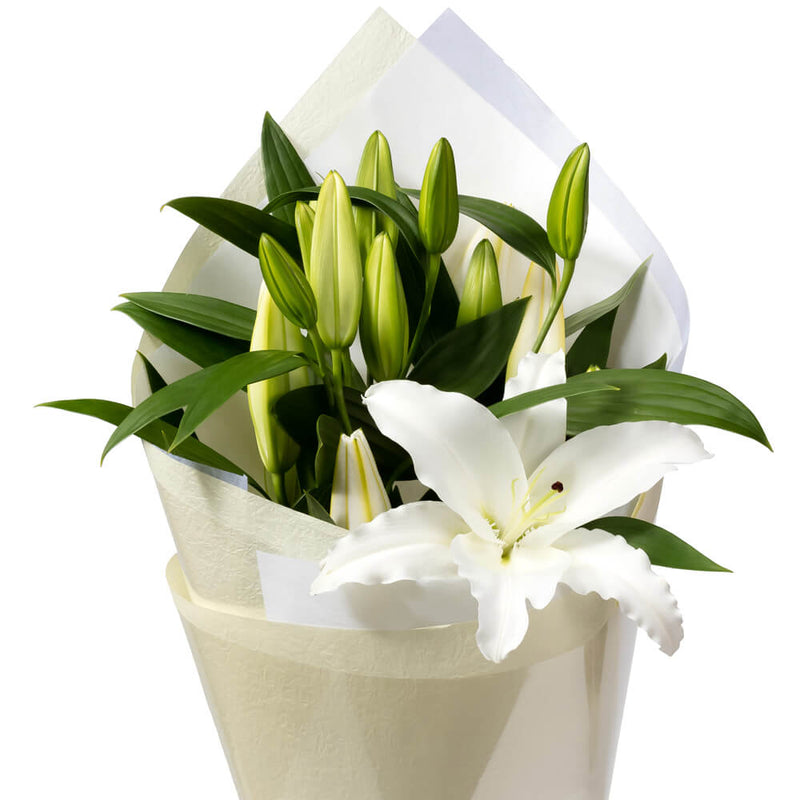 Classic White Lily Stems