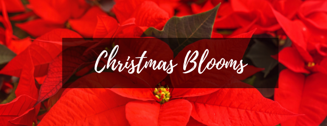 The bloom’d Guide to Christmas Flowers