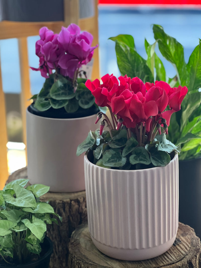 Cyclamen Plant