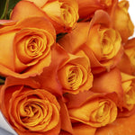 bloom'd Orange Roses