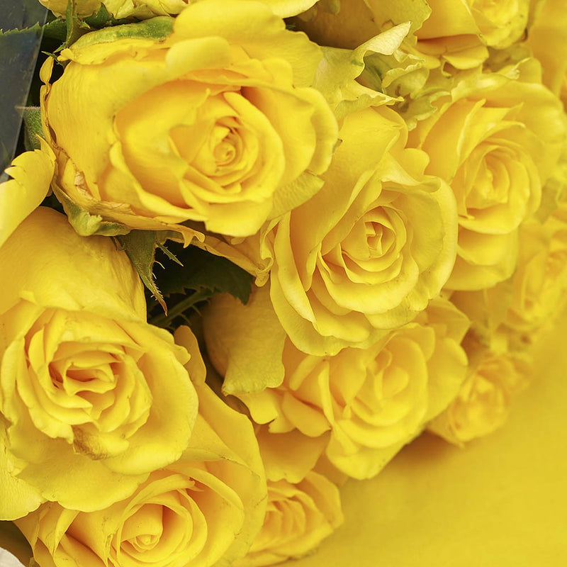 Golden Yellow Roses