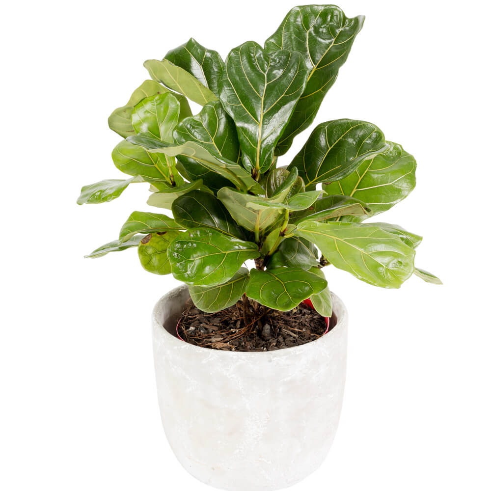 Ficus Lyrata Potted Plant – Bloom'd