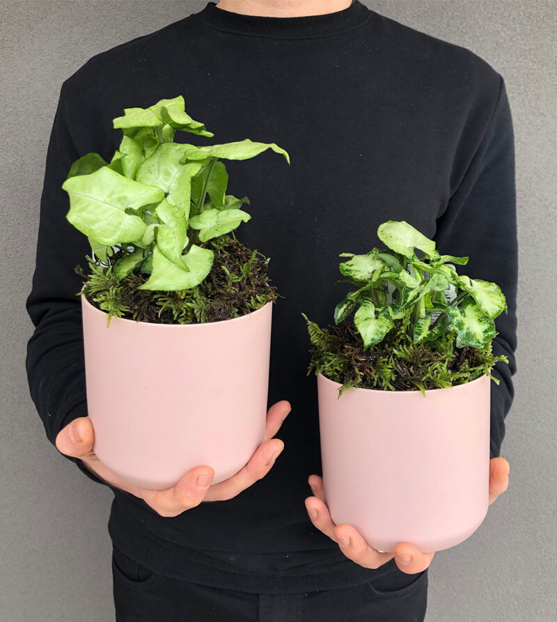 Mini Indoor Plants