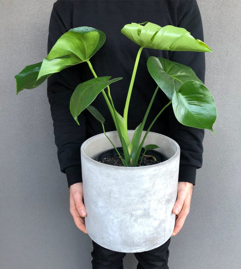 Monstera Potted Plant