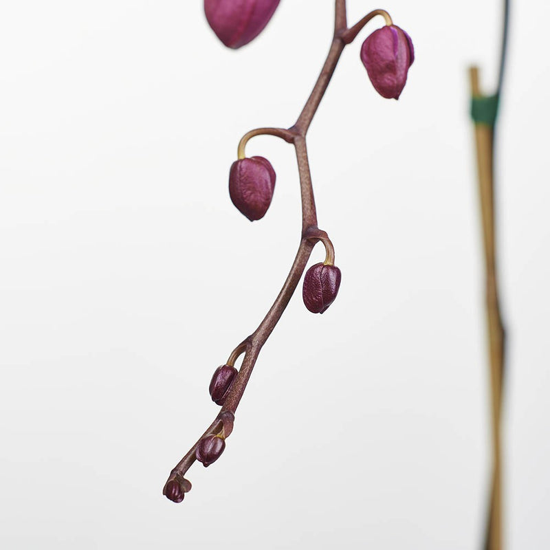 Purple orchid branch