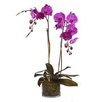 Purple orchid in vase