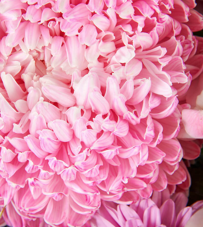 Pink Bloom’d Hatbox
