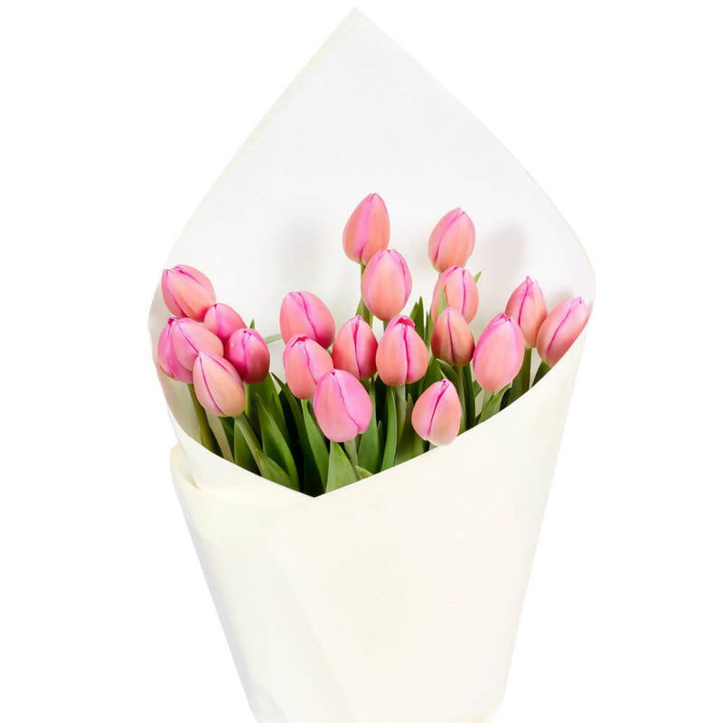 bloom'd Tulips