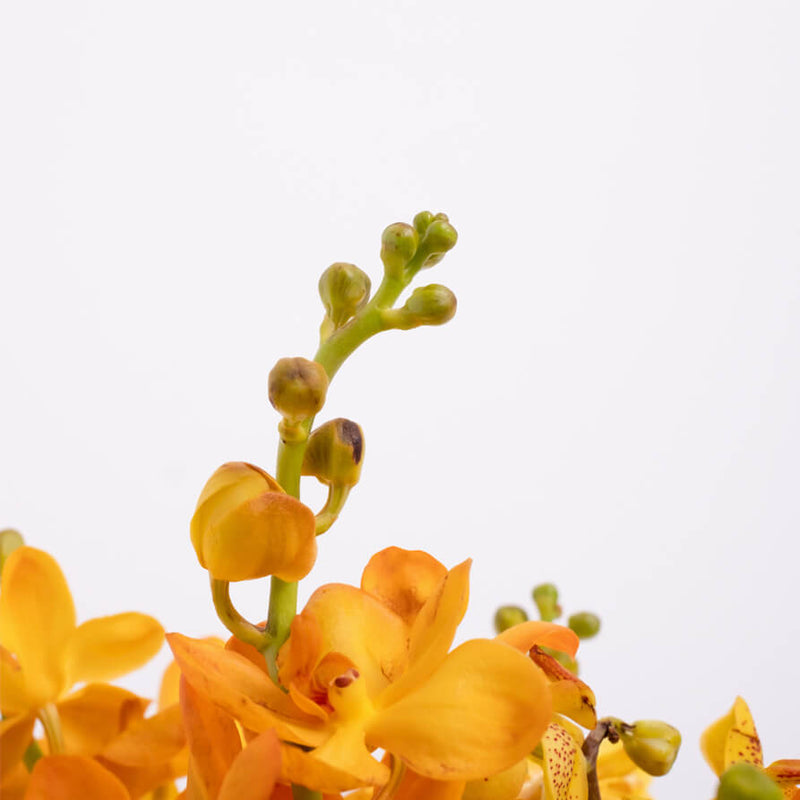 Yellow & Orange Orchid Fishbowl