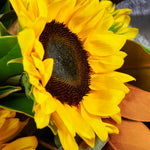 bloom'd Sunflowers